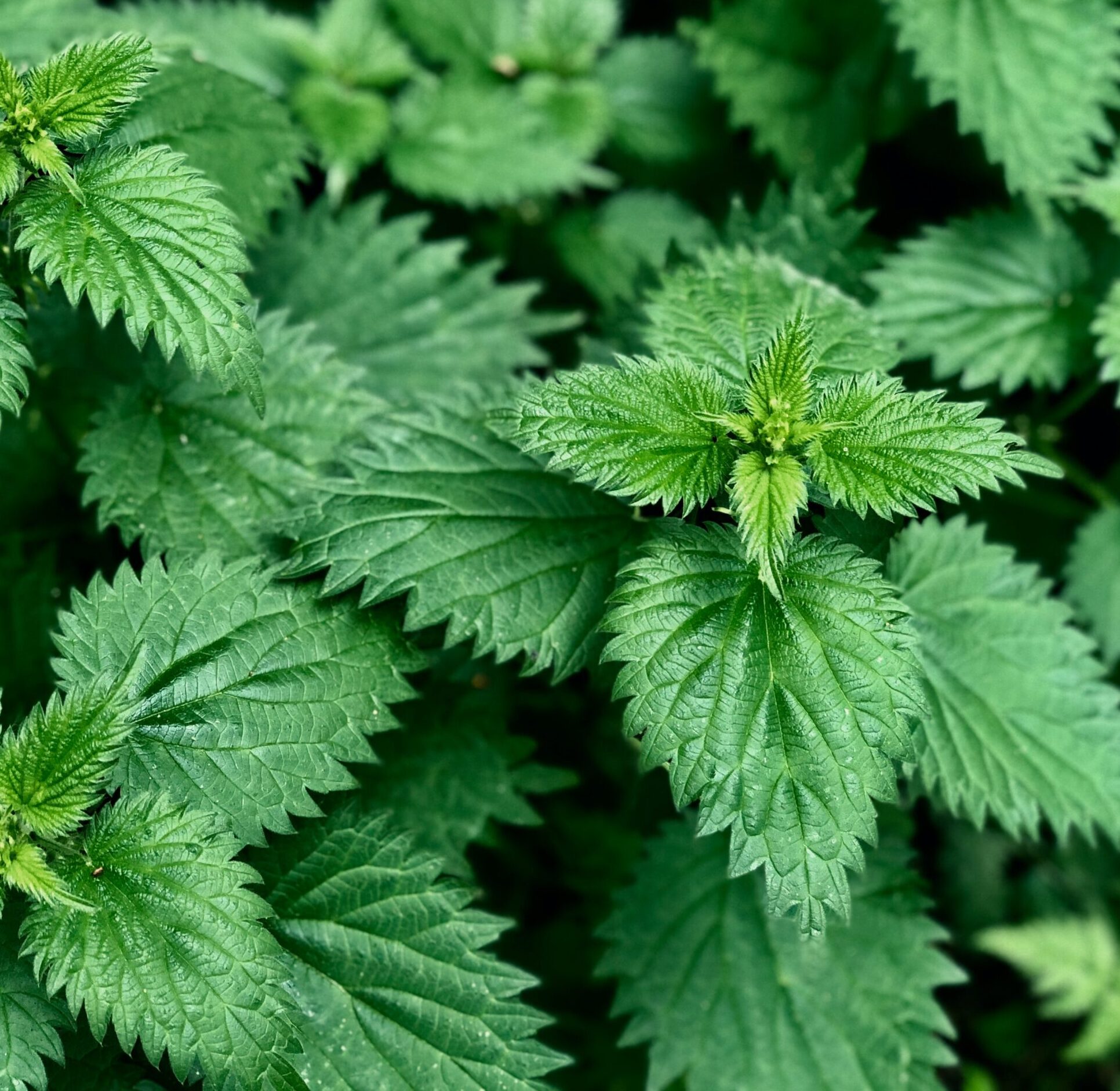 Can I eat nettles? : Get Cooking!